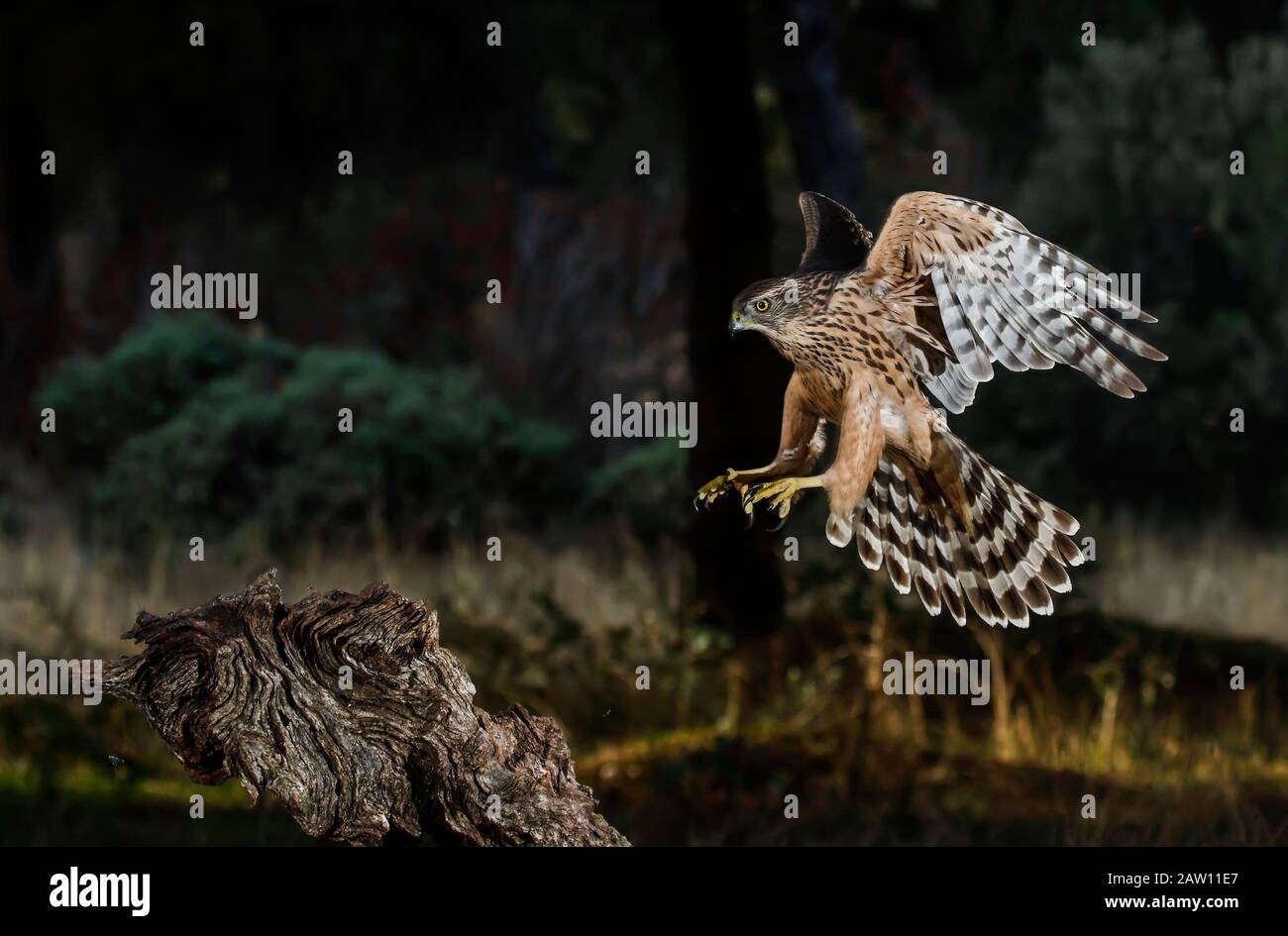 Northern Goshawk (Accipiter gentilis) in Flight, Salamanca, Castilla y León, Spanien Stockfoto