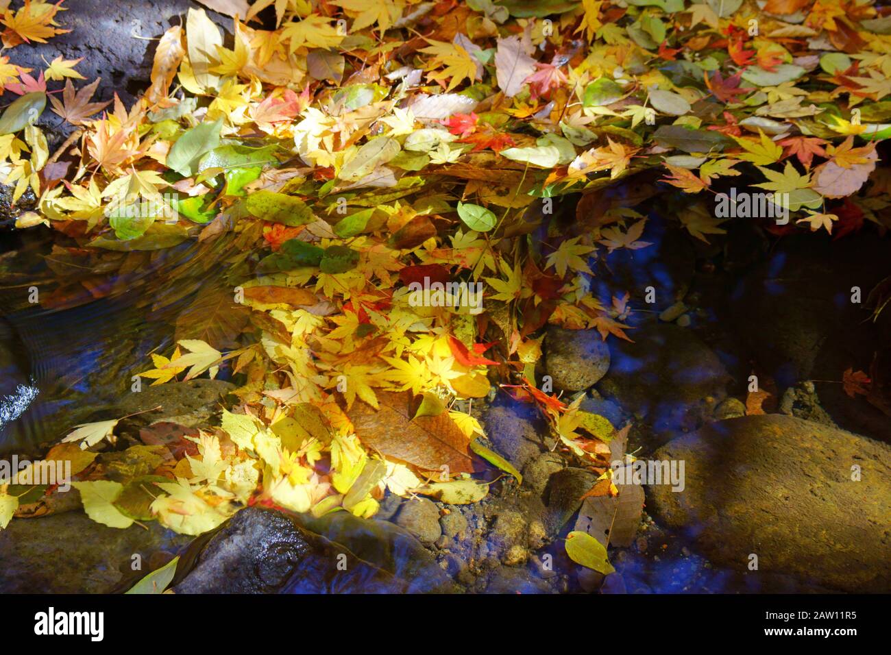 Mazeno Tal, Herbst Stockfoto