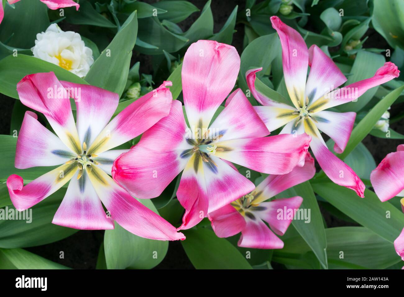 Frühling wunderschöne Tulpen. Rosa Tulpen an einem sonnigen Frühlingstag. Tulpen blühen auf dem Feld, Nahaufnahme. Stockfoto