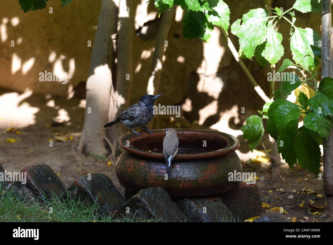 Zwei verschiedene Birntypen sahen zusammen Junge indische Finchbill Pycnonotus Cafer und indische Silberbill Euodice malabaricadrinking Wasser aus demselben Schlamm Stockfoto