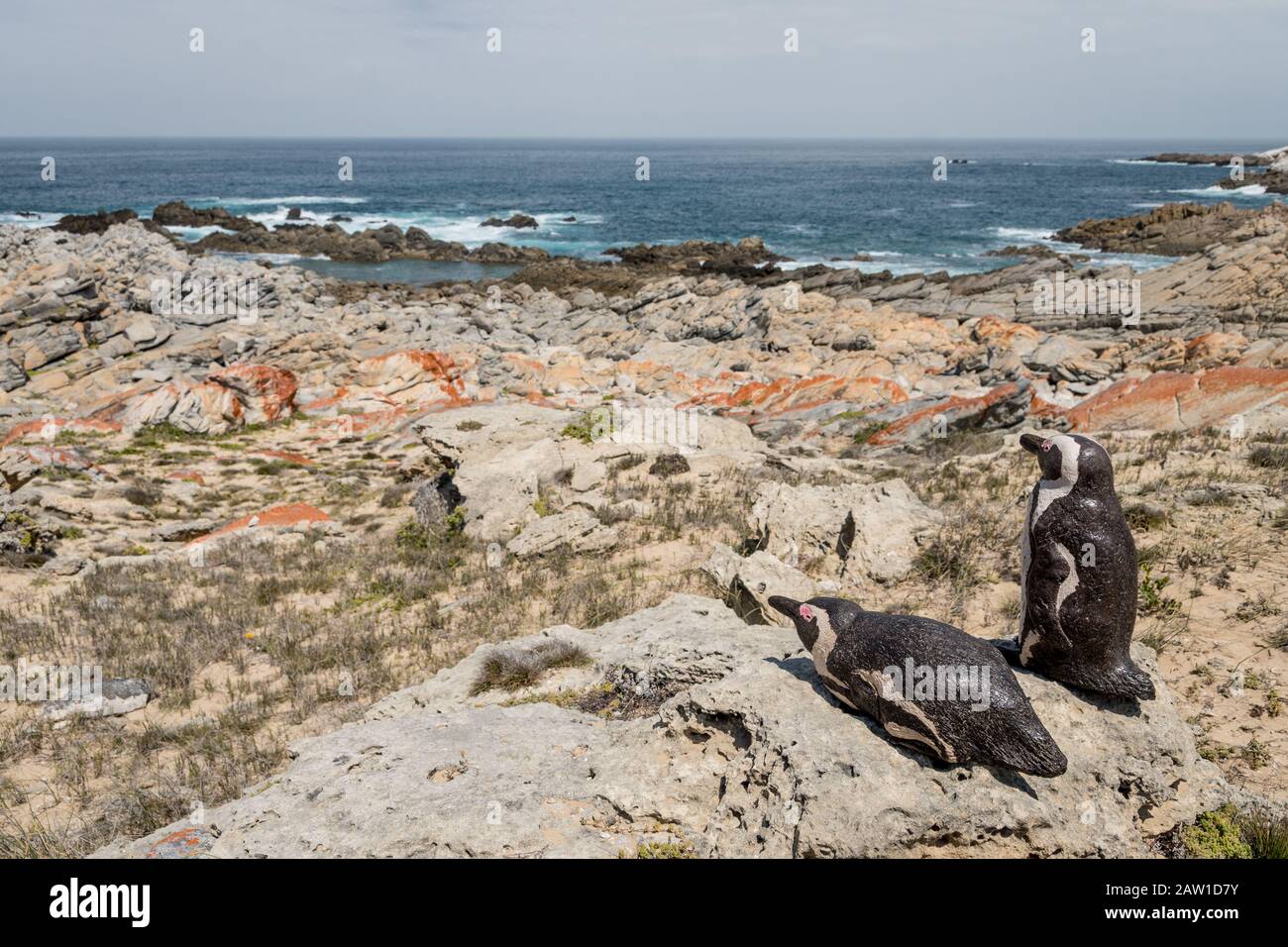 Zementmodelle von Afrikanischen Pinguinen im De Hoop Nature Reserve, Südafrika. Die Modelle sollen Pinguine zum Nistplatz anlocken. Stockfoto