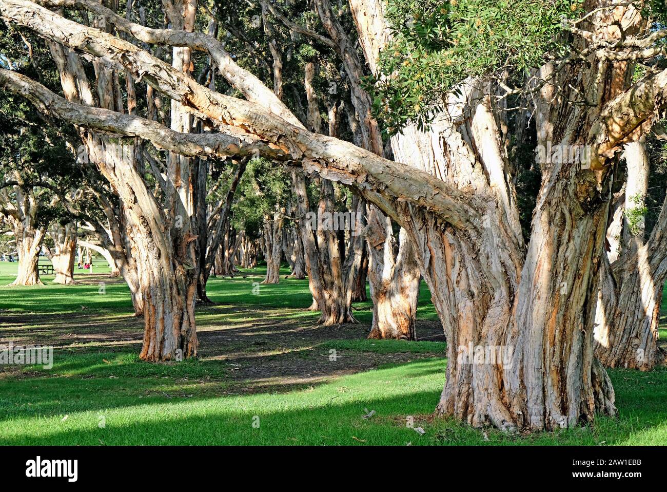 Ein Wald aus breitblättrigen Pappelbäumen in Australien. Dieser Baum wird auch als Papierrindenteebaum, Punkbaum oder Niaouli bezeichnet Stockfoto