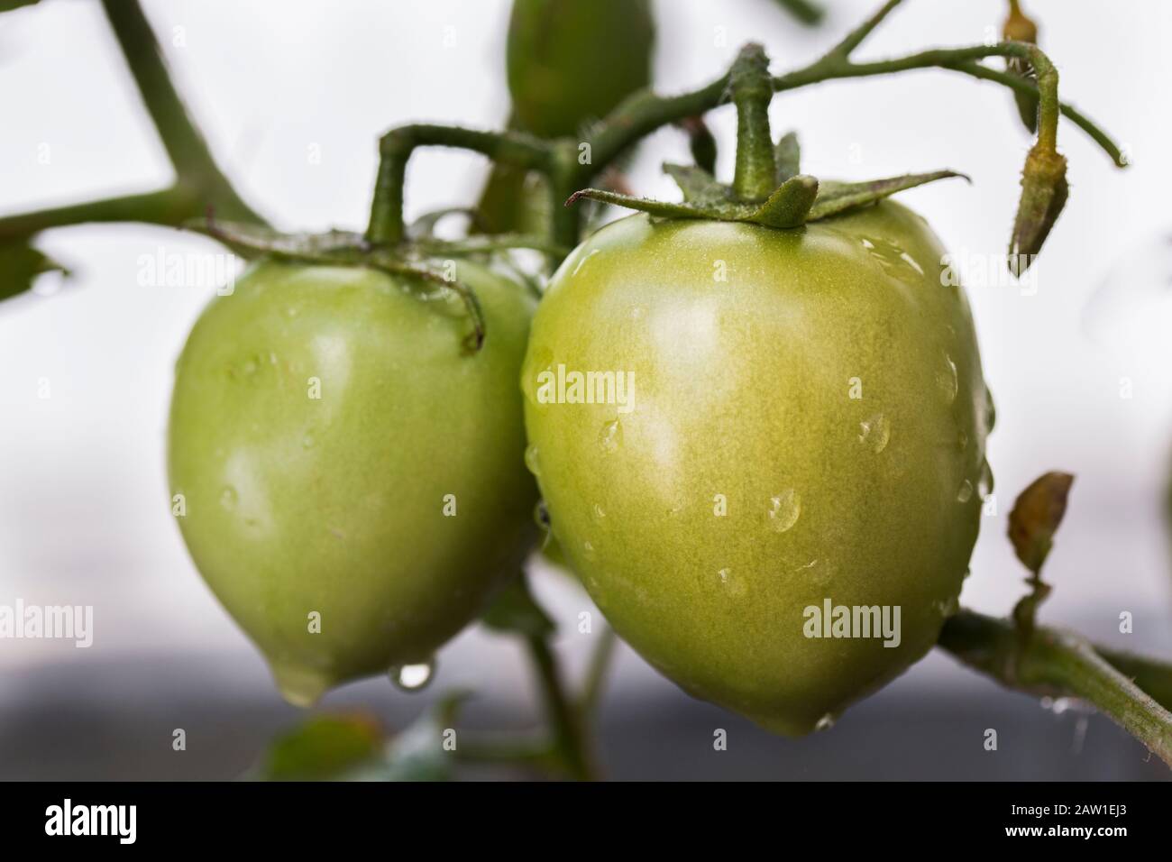 Grüner Tomatenobst wächst auf der Pflanze dicht mit Wassertröpfchen. Stockfoto