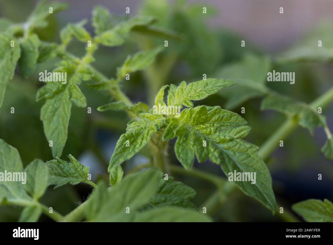 Tomatenpflanze neue Wachstums-Grünblätter Stockfoto