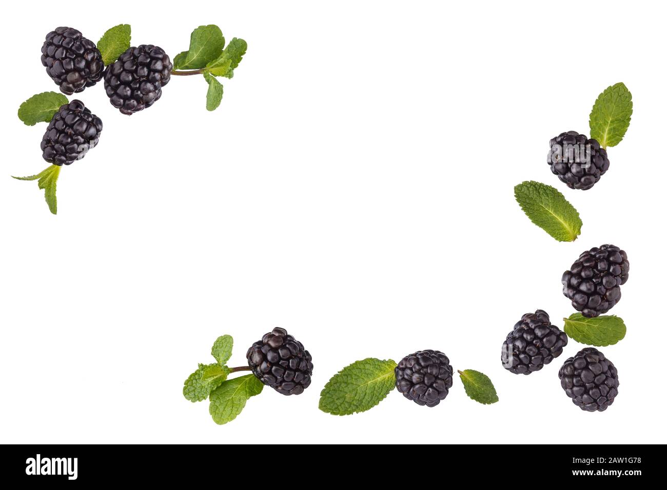 Rahmen aus frischen Brombeeren und Minzblättern isoliert auf weißem Grund. Stockfoto