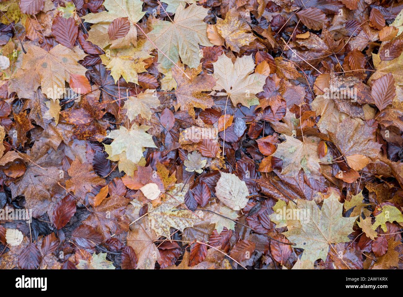 Nahansicht nass gefallener Blätter bedecken im Herbst einen Waldboden Stockfoto