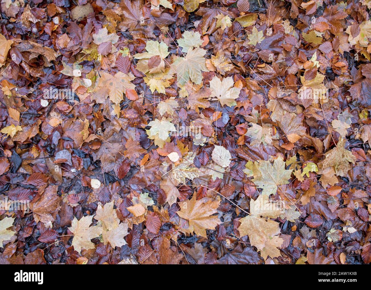 Nass gefallene Blätter bedecken im Herbst einen Waldboden Stockfoto