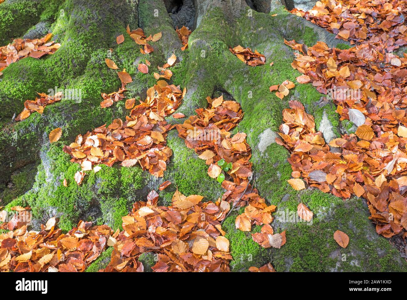 Die moosbedeckten Baumwurzeln haben herbstliche Blätter bedeckt. Stockfoto