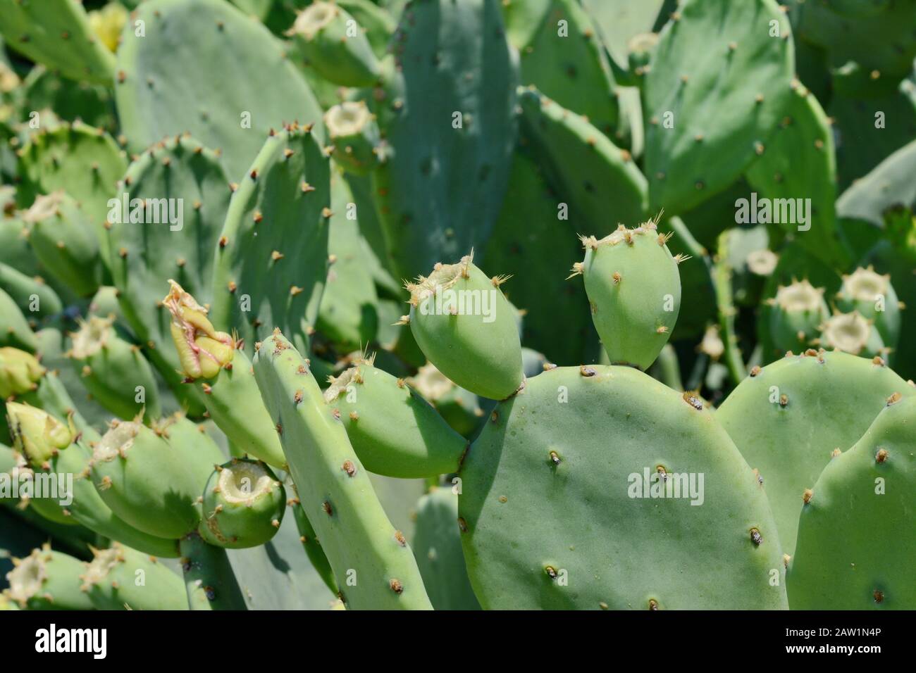 Indische Feige, Kakteenbirne (Opuntia ficus-indica, Opuntia ficus-barbarica) mit gelber Fleckung. Stockfoto