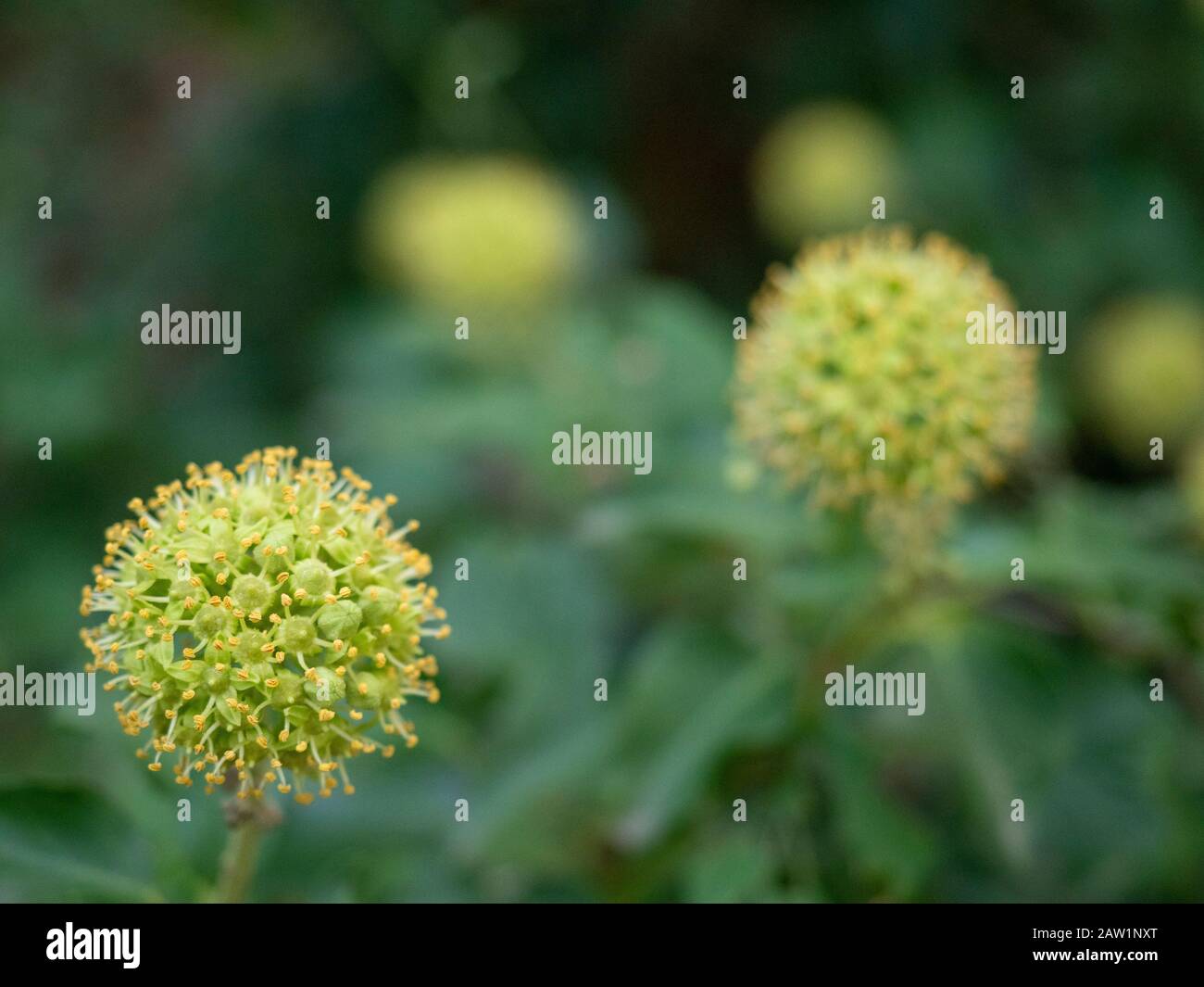 Nahaufnahme von eiigen Blumen. Stockfoto