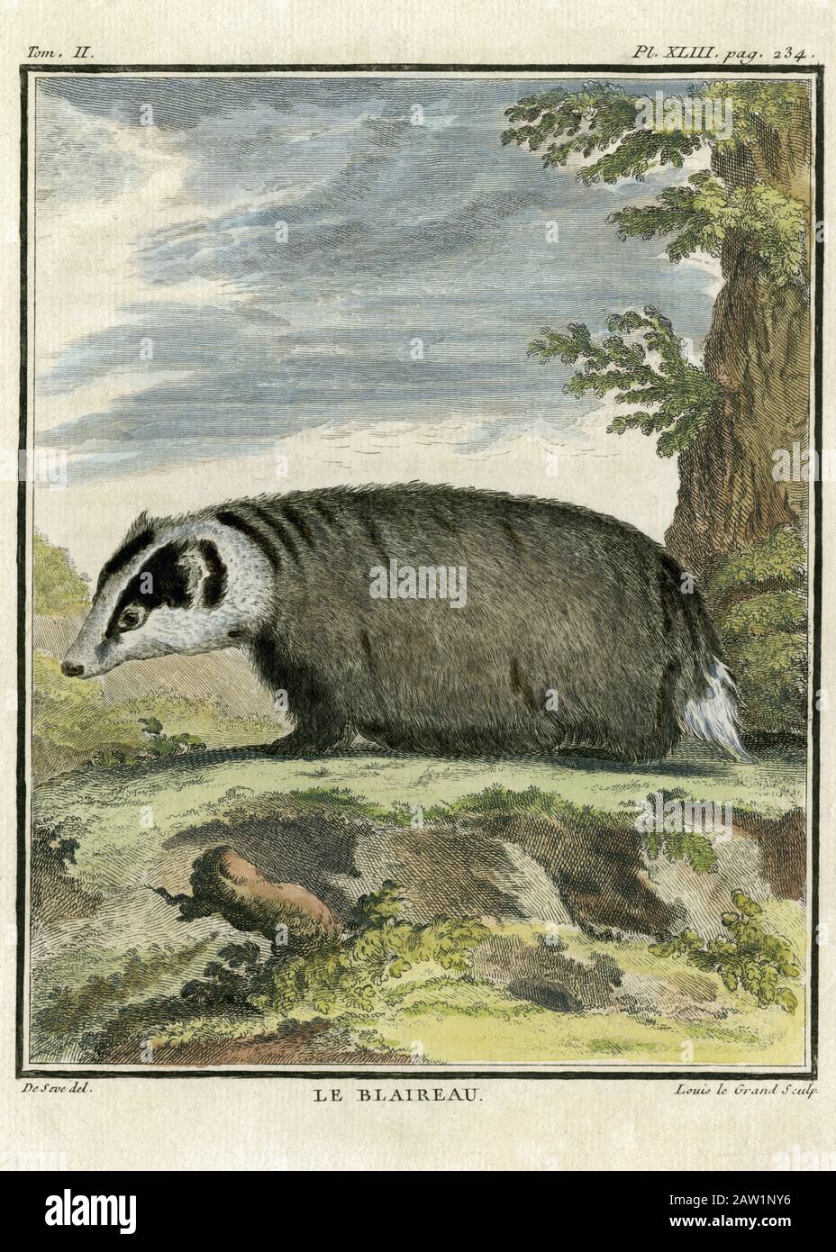 Le Blaireau oder Badger (Meles meles). Gravur für den französischen Naturforscher Georges-Louis Leclerc, Comte de Buffon (1707–1788), nach einer Zeichnung des französischen Wildtierkünstlers Jacques Henri E. de Sève (fl.1742–1788). Die Gravur erschien in Buffons einflussreichem naturgeschichtlichem Werk, dem 36-bändigen Werk „Histoire Naturelle, générale et particulière …“, das zwischen 1749 und 1788 veröffentlicht wurde. Diese später handkolorierte Illustration stammt aus der seltenen französischen Ausgabe der „Histoire“ aus dem Jahr 1780. Stockfoto