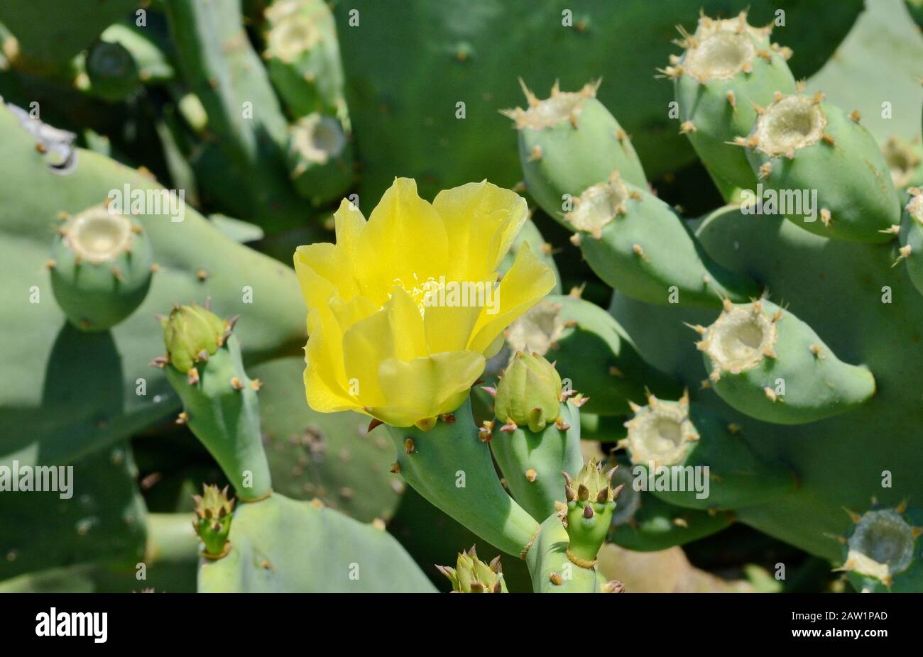 Indische Feige, Kakteenbirne (Opuntia ficus-indica, Opuntia ficus-barbarica) mit gelber Fleckung. Stockfoto