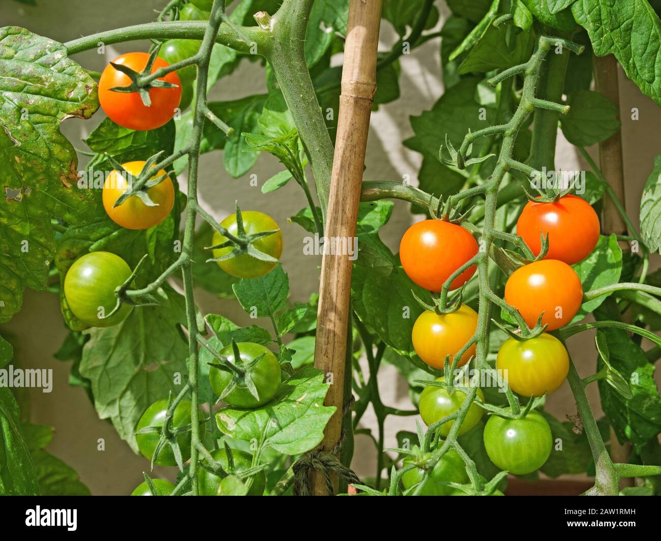 Nahaufnahme von zwei Trussen von Sungold Tomaten, die im Sommer bei Sonnenschein im englischen Garten reifen Stockfoto