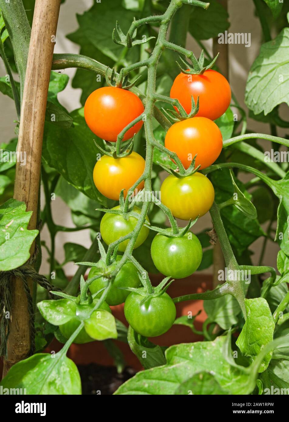 Truss von Sungold Tomatoes reifen auf der Rebe im Sommer Sonnenschein im englischen Garten Stockfoto