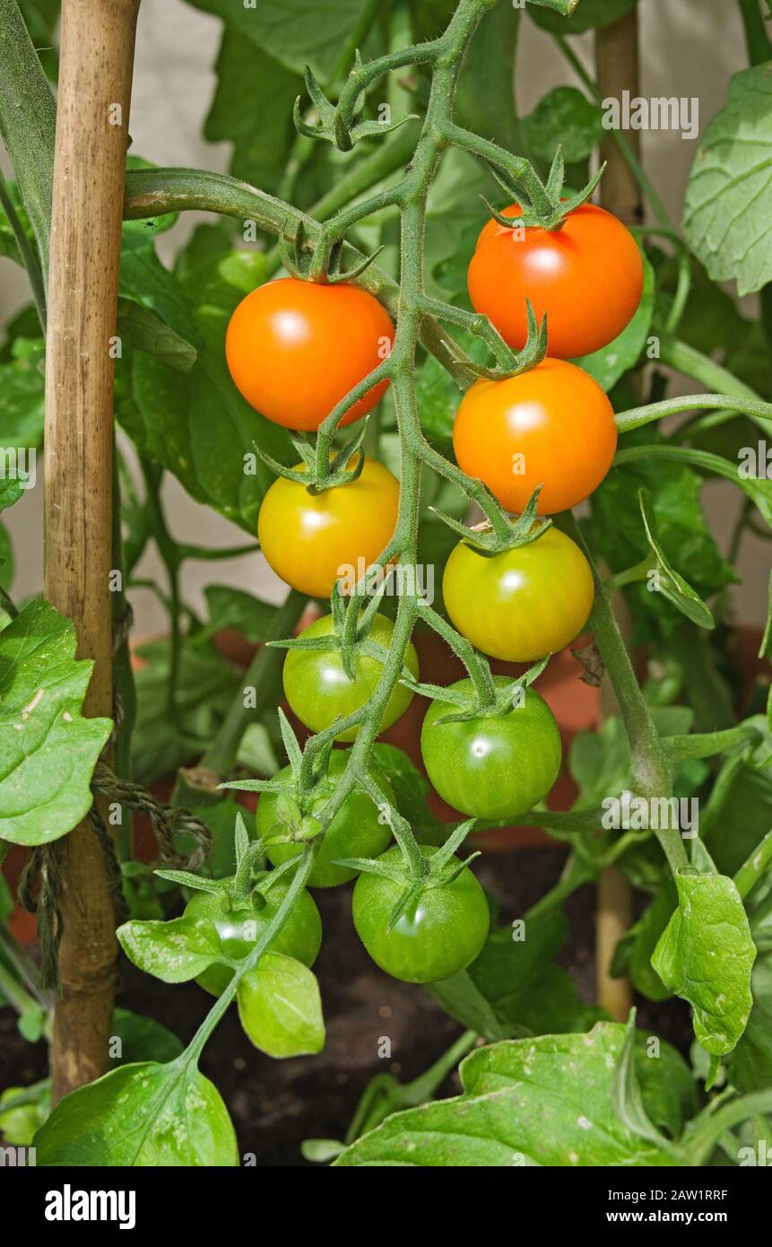 Truss von Sungold Tomatoes reifen auf der Rebe im Sommer Sonnenschein im englischen Garten Stockfoto