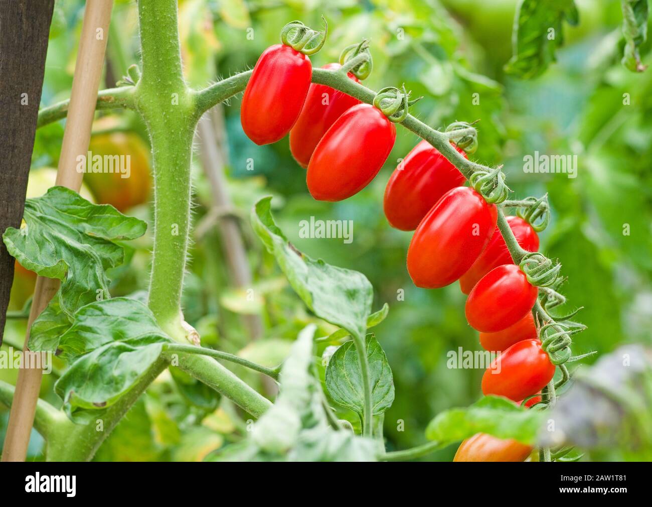 Nahaufnahme der Traufe von Babyplaumen Santonio Tomaten, die im Sommer bei Sonnenschein im englischen heimischen Gewächshaus reifen, England Großbritannien Stockfoto