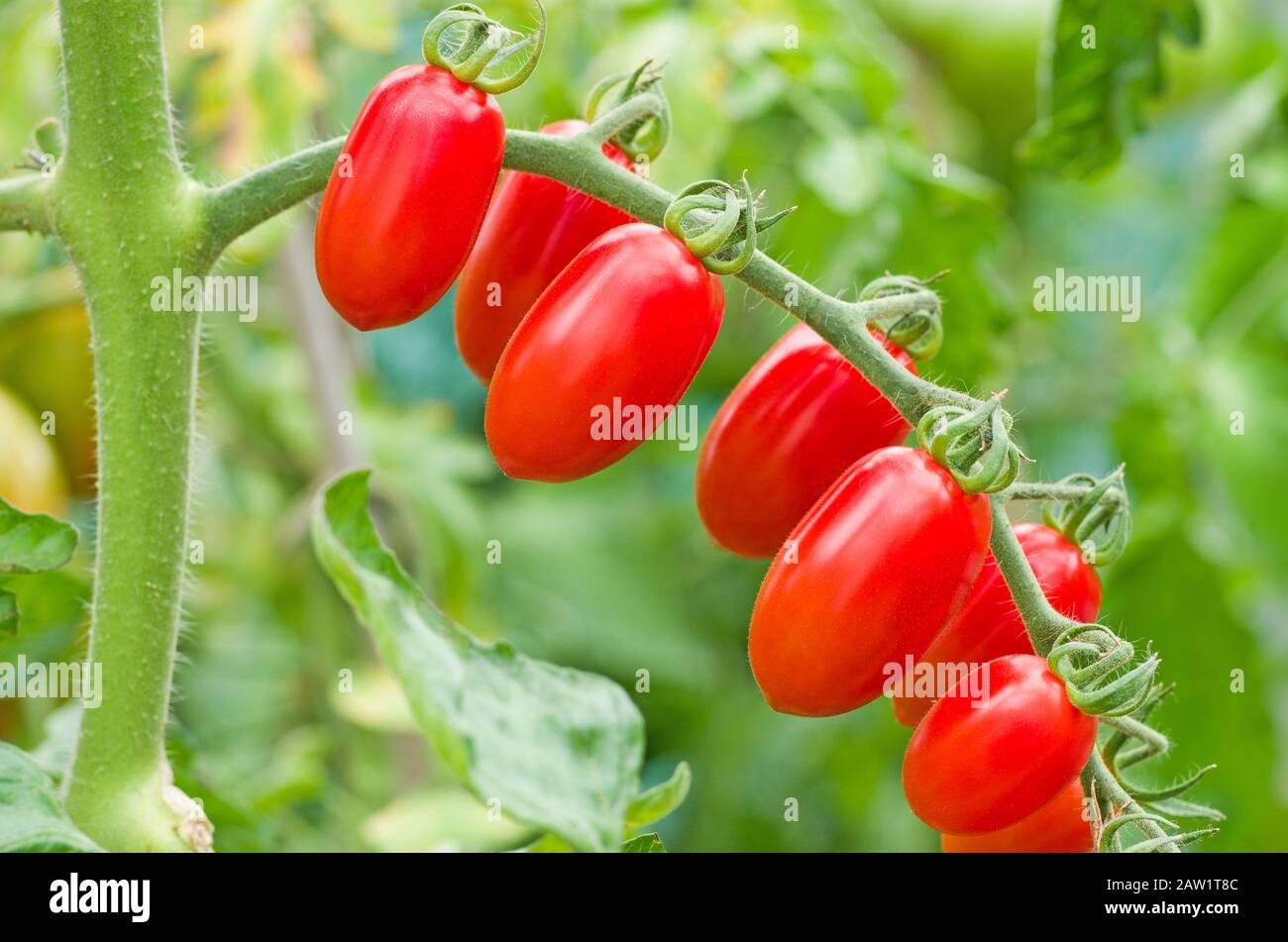 Nahaufnahme der Traufe von Babyplaumen Santonio Tomaten, die im Sommer bei Sonnenschein im englischen heimischen Gewächshaus reifen, England Großbritannien Stockfoto