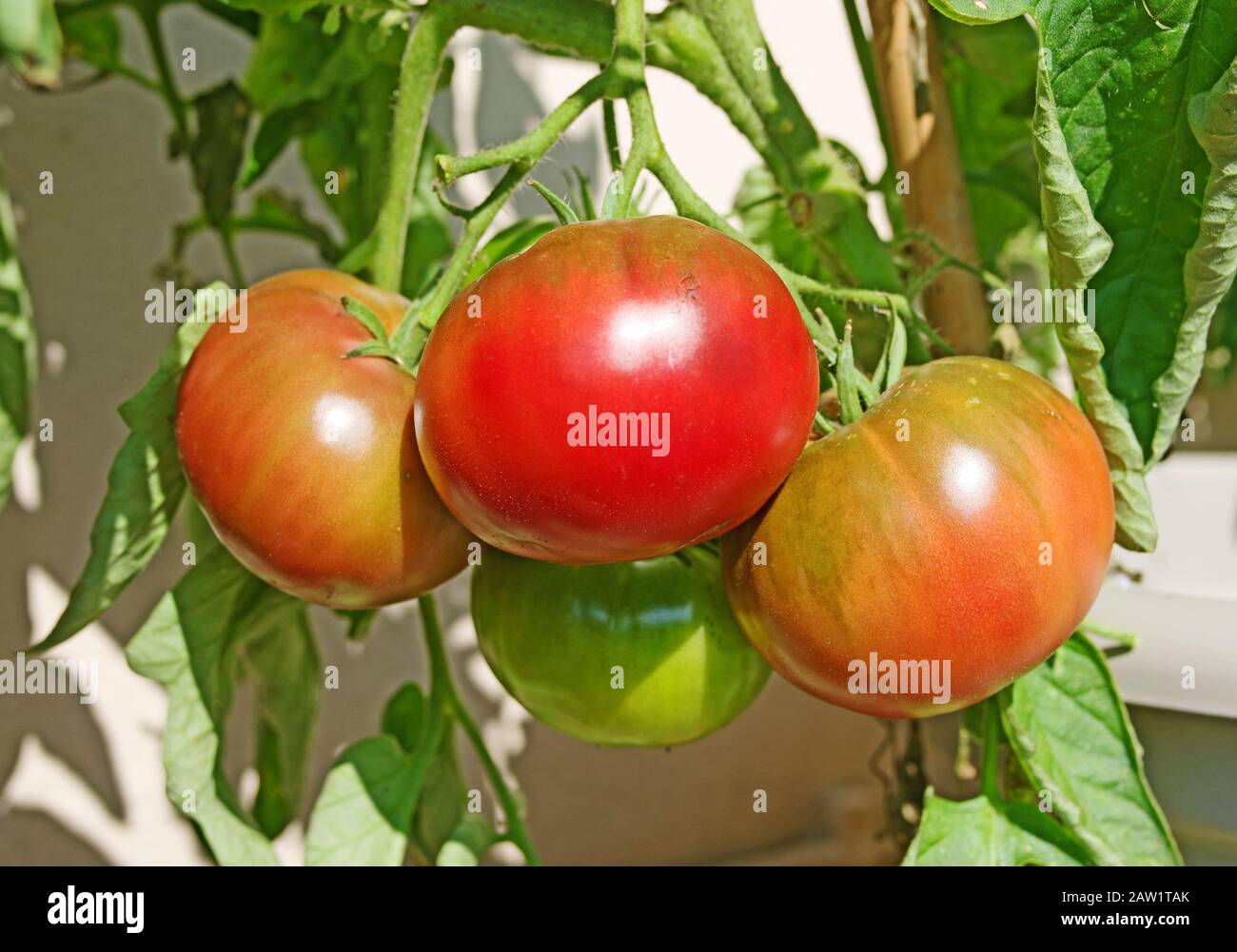 Nahaufnahme des Trußes von schwarzen russischen Tomaten, die im Sommer bei Sonnenschein im Freien reifen, England Großbritannien Stockfoto