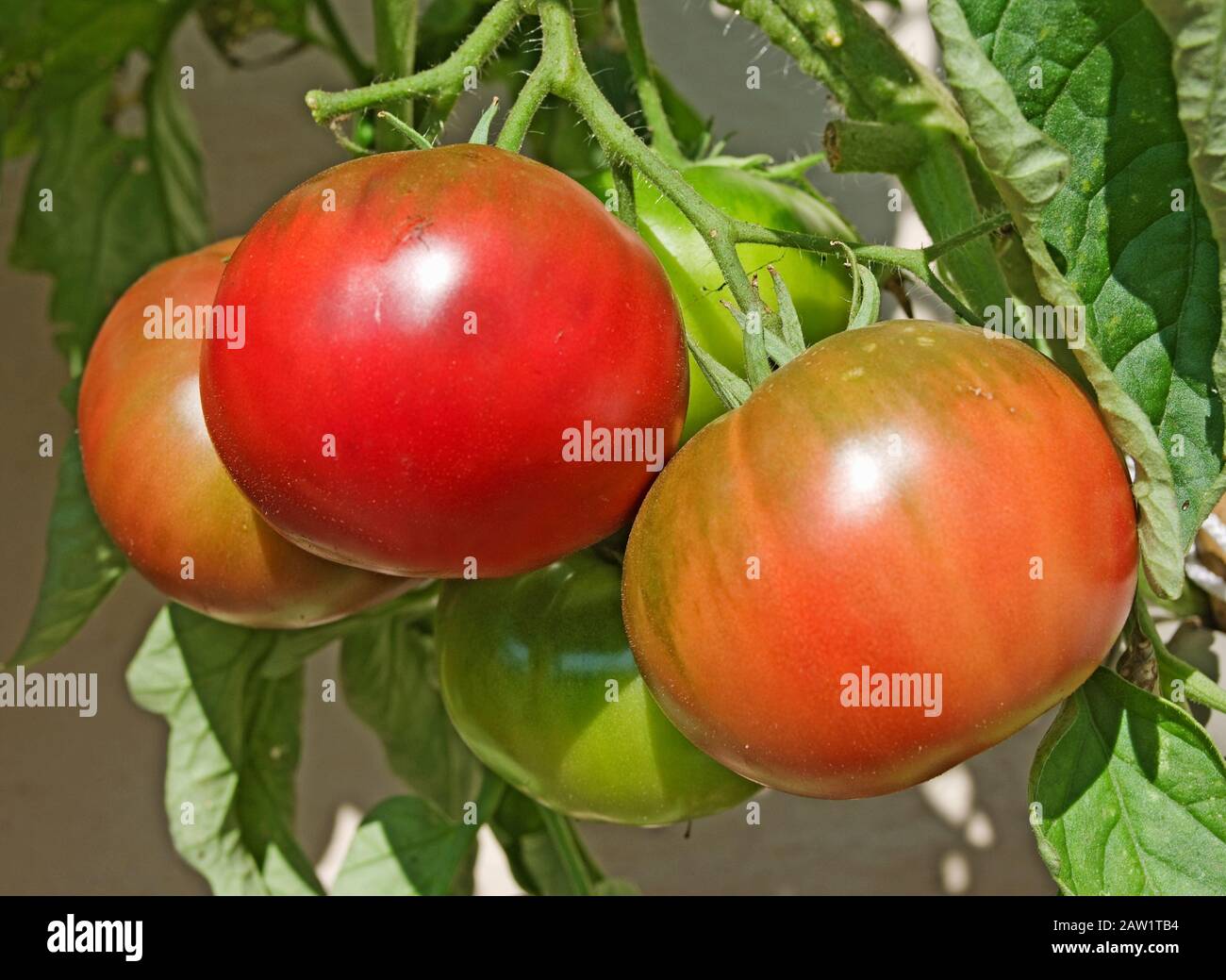 Nahaufnahme des Trußes von schwarzen russischen Tomaten, die im Sommer bei Sonnenschein im Freien reifen, England Großbritannien Stockfoto