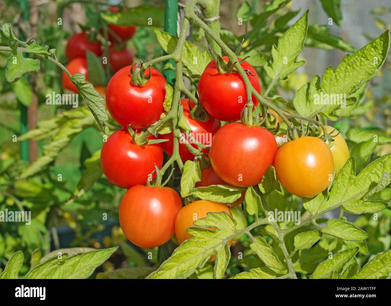 Nahaufnahme der Mountain Magic Tomaten, die im Sommer bei Sonnenschein im englischen Garten im September in Großbritannien an der Rebe reifen Stockfoto