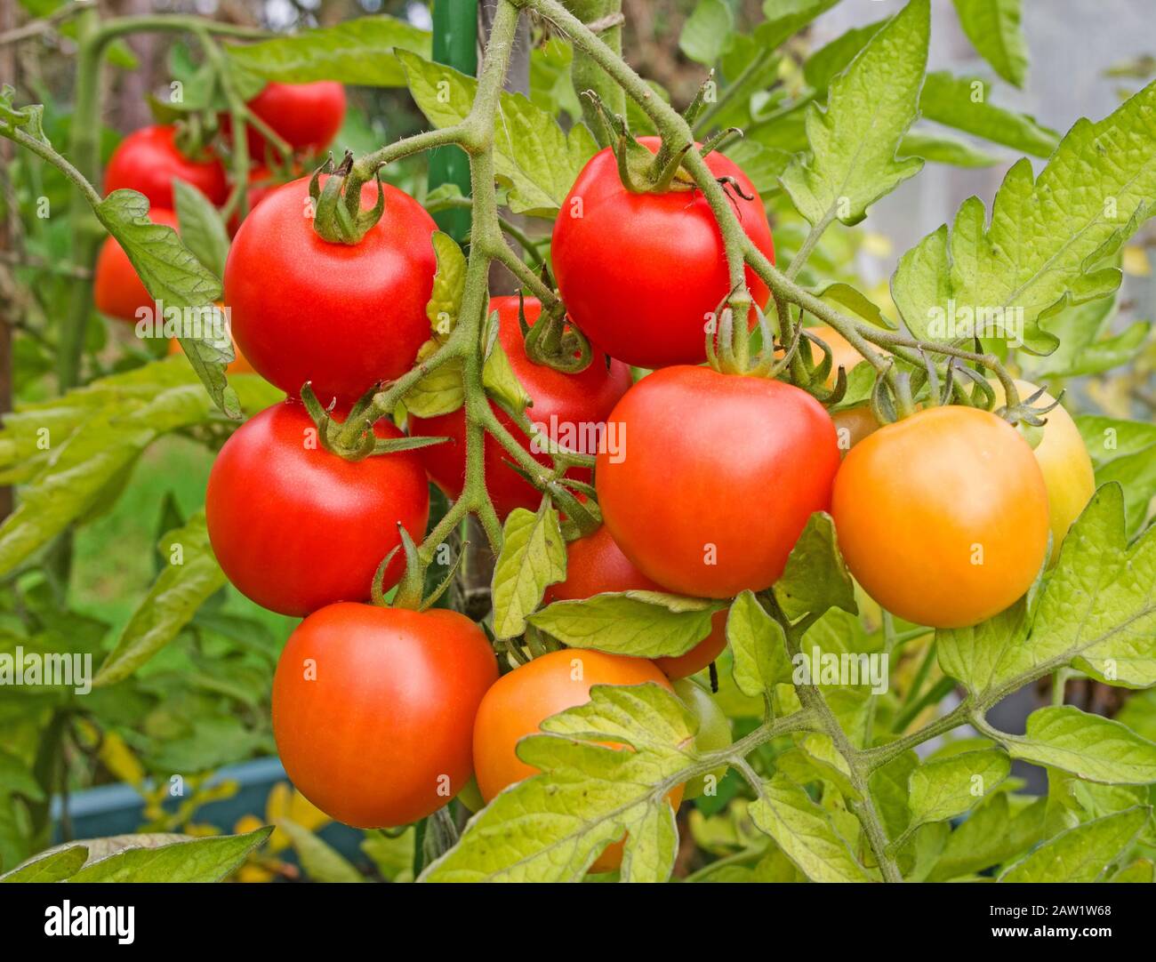 Nahaufnahme der Mountain Magic Tomaten, die im Sommer bei Sonnenschein im englischen Garten im September in Großbritannien an der Rebe reifen Stockfoto