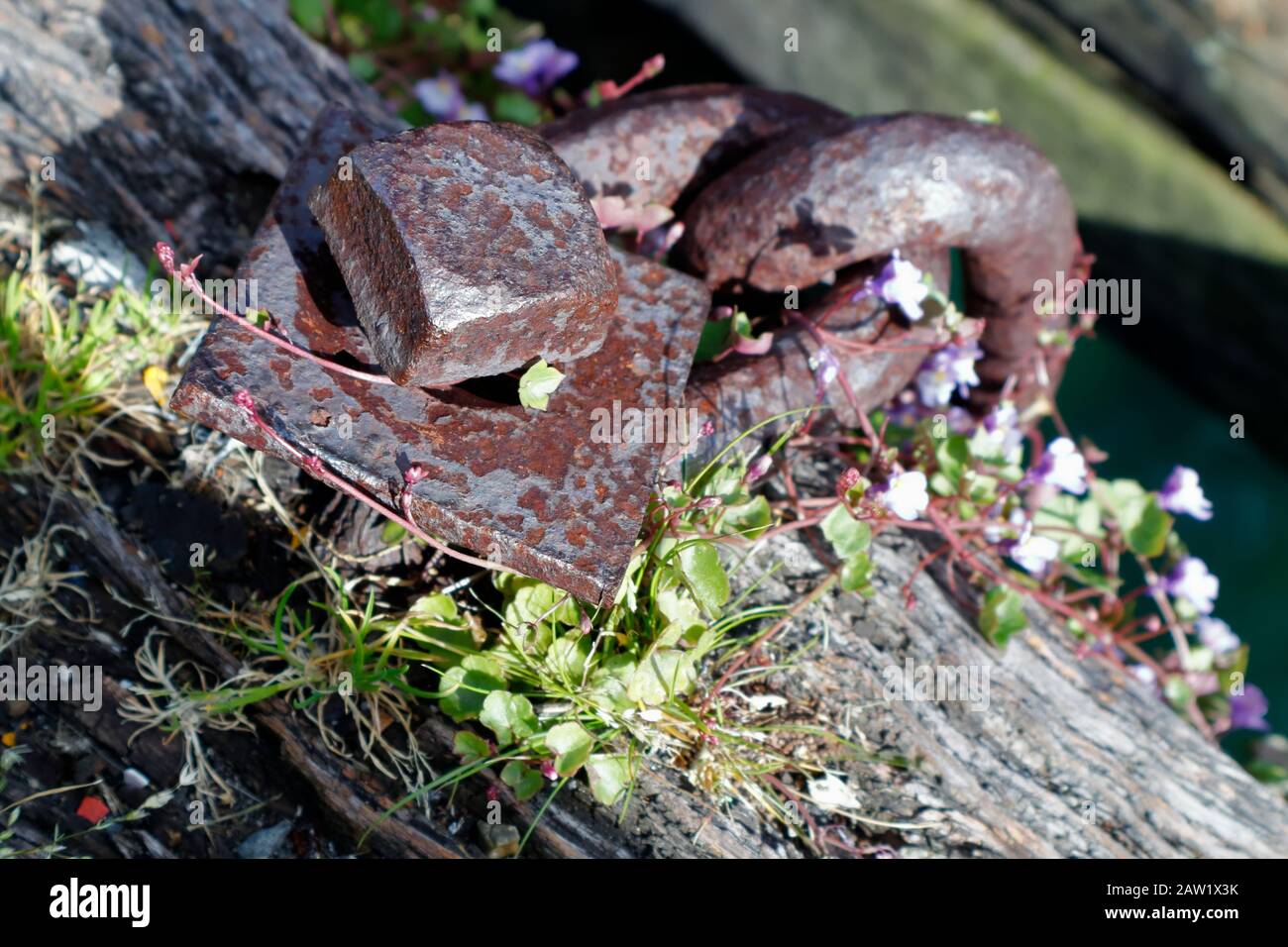Details aus verwittertem Holzholz und verrosteter Metallkette, Princes Wharf, Waitemata Harbour, Auckland, Neuseeland Stockfoto