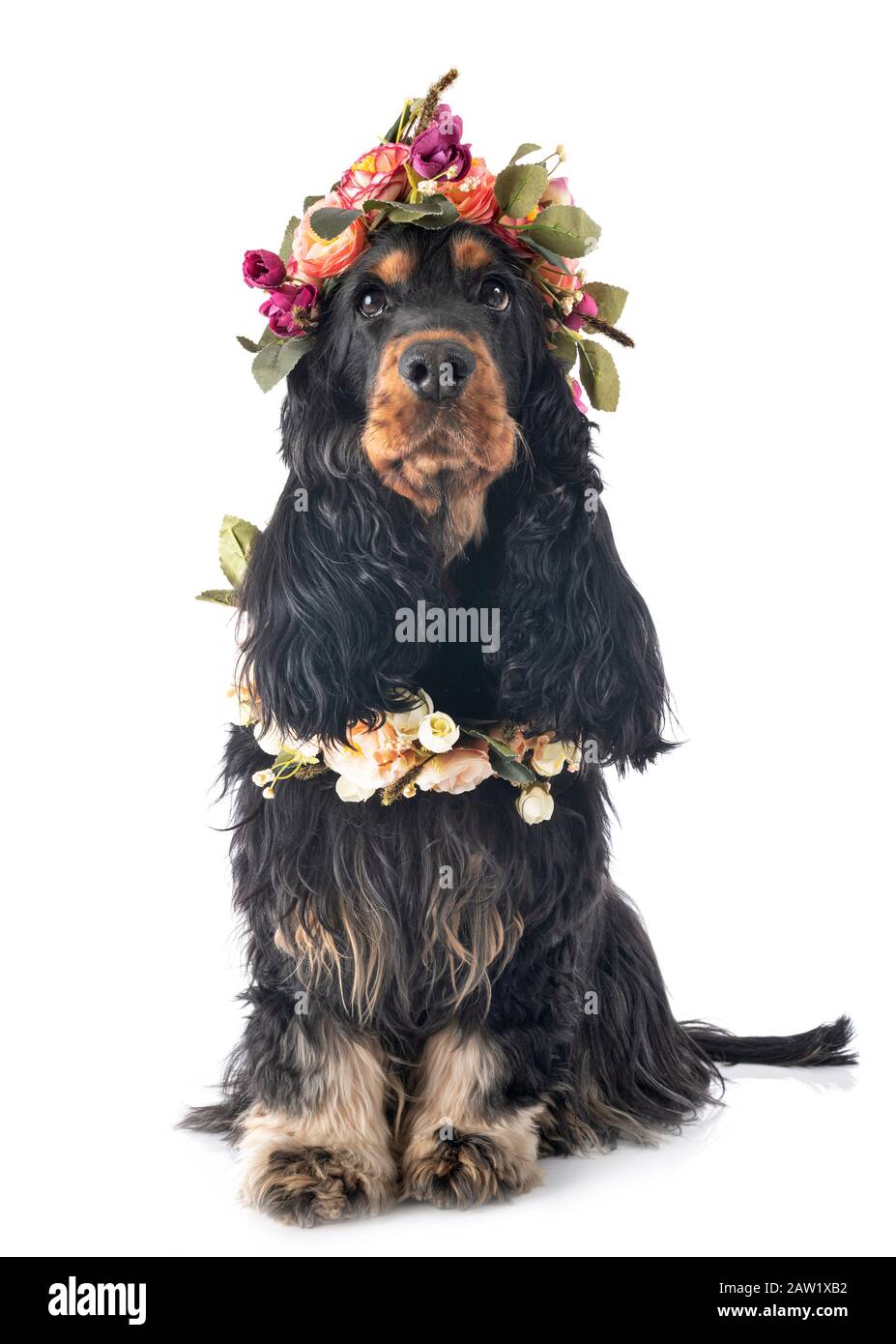 Cocker Spaniel vor weißem Hintergrund Stockfoto