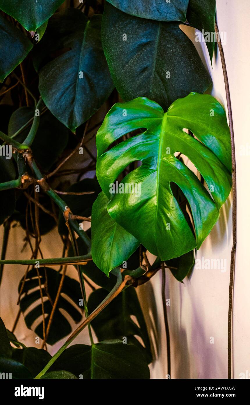 corn plant plant Cornstalk Corn Plant| Easy Care Indoor Corn Plant