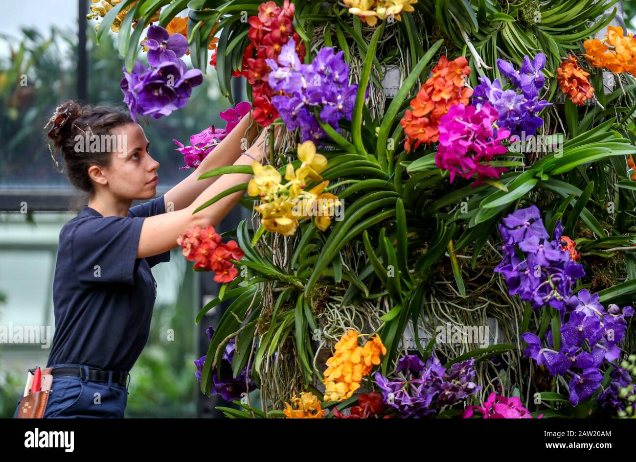 Alice McKeever setzt den letzten Schliff für einige der 5.000 farbenfrohen Orchideen und Hunderte anderer tropischer Pflanzen auf dem indonesischen Orchideenfestival, im Prince of Wales Conservatory in den Royal Botanic Gardens in Kew im Westen Londons. Stockfoto