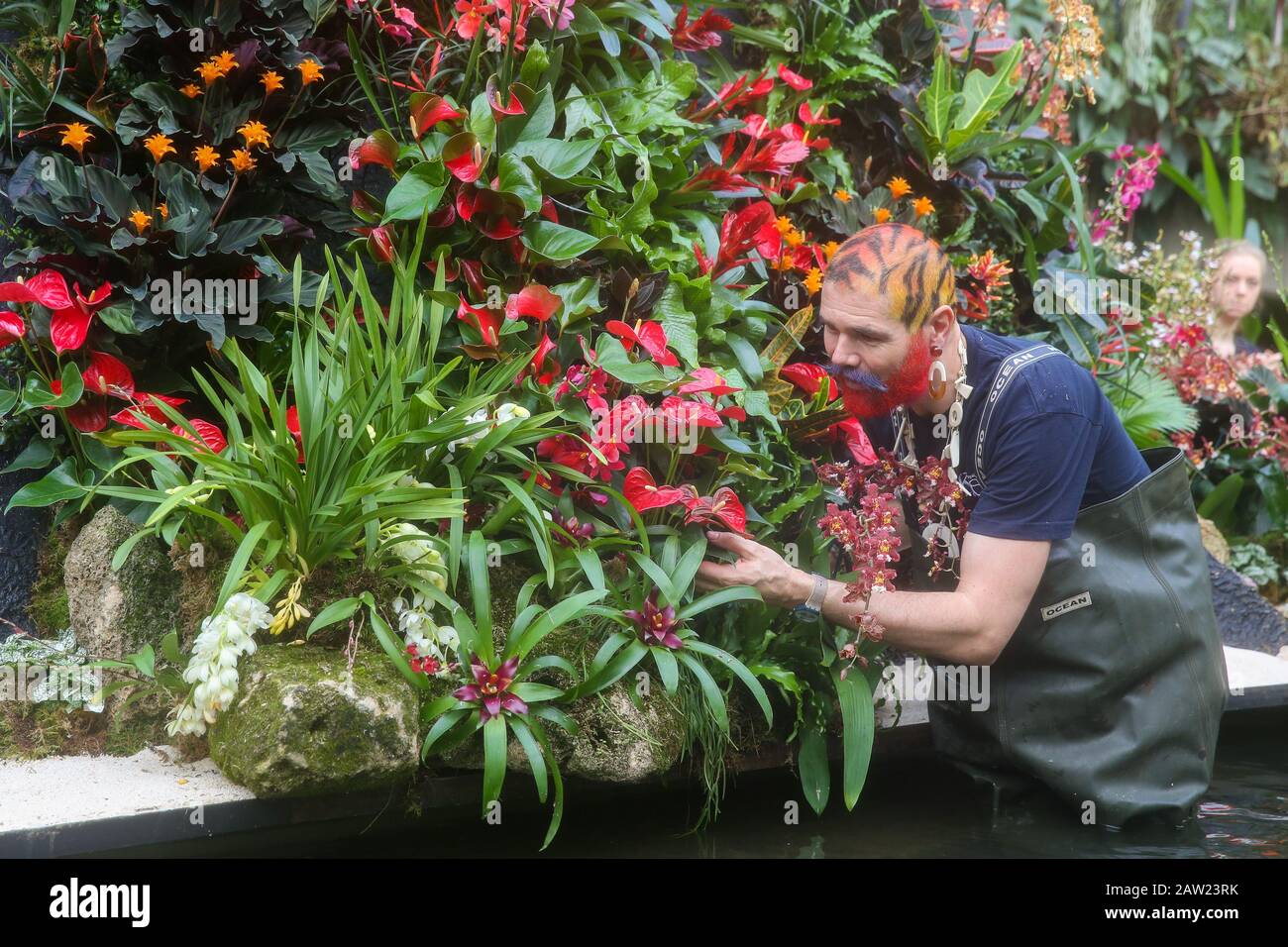 Kew Gardens, London, Großbritannien 6. Februar 2020 - Florist und Kew Volunteer Henck Roling wendet die letzte Note auf Orchids während der Preview des 25. Kew Orchid Festivals im Kew Royal Botanical Gardens an. Dieses yearÕs Thema umgibt die Wunder Indonesiens und das Festival läuft vom 8. Februar bis 8. März 2020. Credit: Dinendra Haria/Alamy Live News Stockfoto