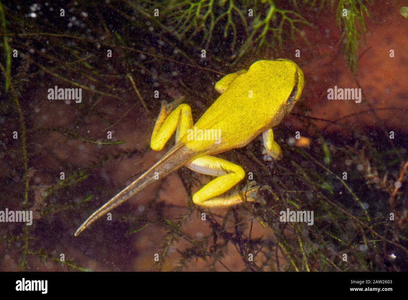 Europäischer Treefrosch, gewöhnlicher Treefrosch, mitteleuropäischer Treefrosch (Hyla arborea), kurz vor Abschluss der Metamorphose, Deutschland, Bayern Stockfoto