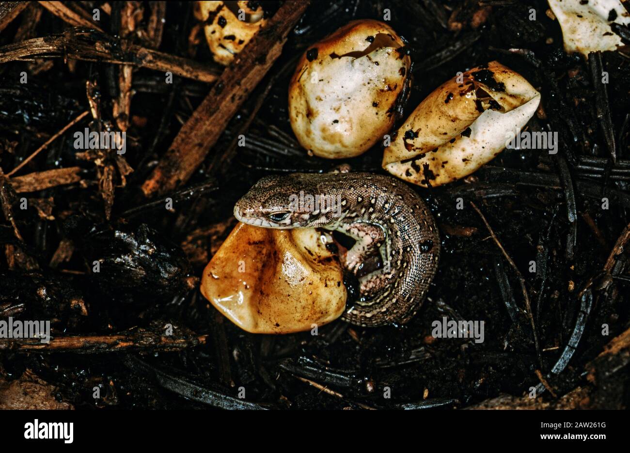 Sandeidechse (Lacerta agilis), Eier mit schlüpfenden Jungtieren, Deutschland Stockfoto