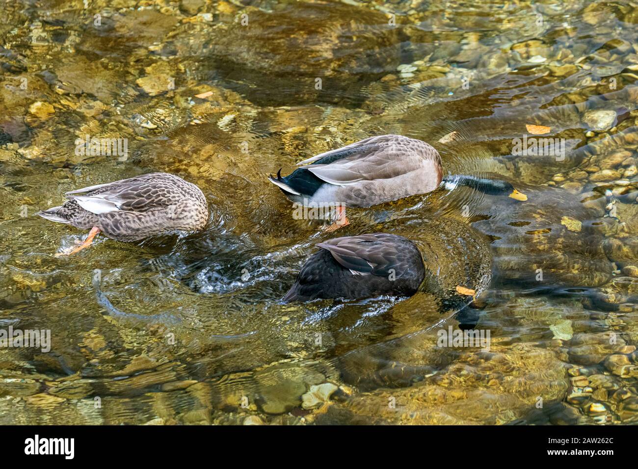 Mallard (Anas platyrhynchos), drei Dabbling, eine Farbe Morph, Deutschland, Bayern Stockfoto