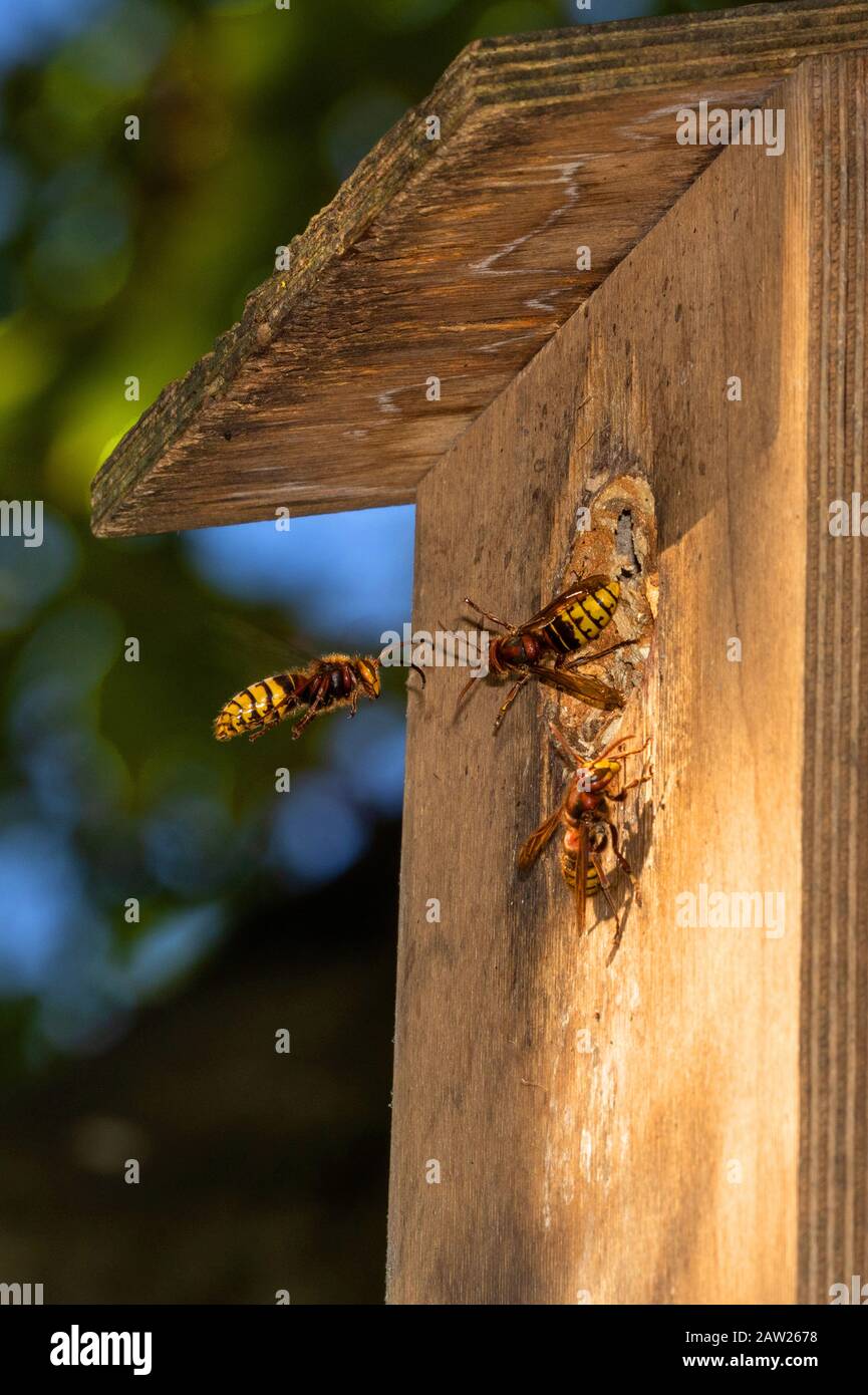 Hornet, braunes Hornet, europäisches Hornet (Vespa crabro), das Gelege in einer Vogelkiste arroachieren, Deutschland, Bayern, Isental Stockfoto