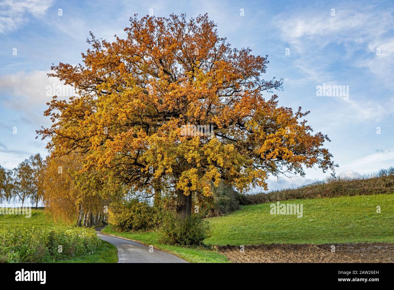 Gewöhnliche Eiche, Stieleiche, englische Eiche (Quercus robur. Quercus pedunculata), Herbstfarben, Deutschland, Bayern, Isental Stockfoto