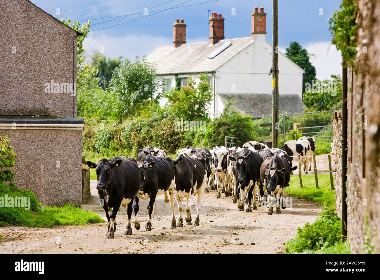 Herde von Milchkühen, die in Richtung einer Farm auf einer ländlichen Spur gehen, England, Großbritannien Stockfoto