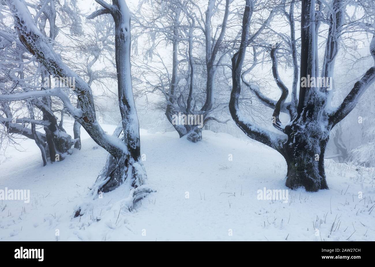 Winterbäume in Bergen mit frischem Schnee bedeckt Stockfoto