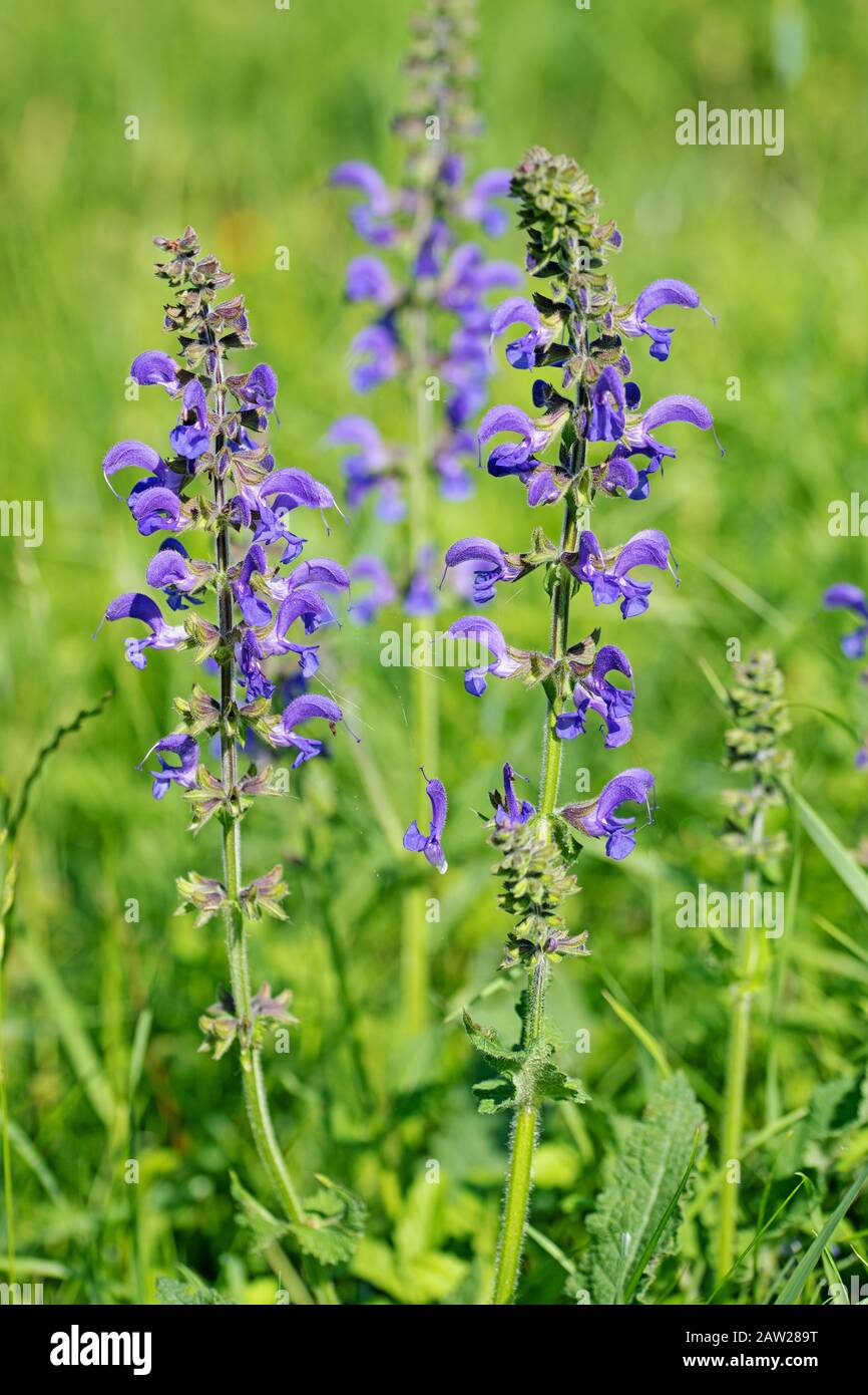 Blühende Wiesensage, Salvia pratensis Stockfoto