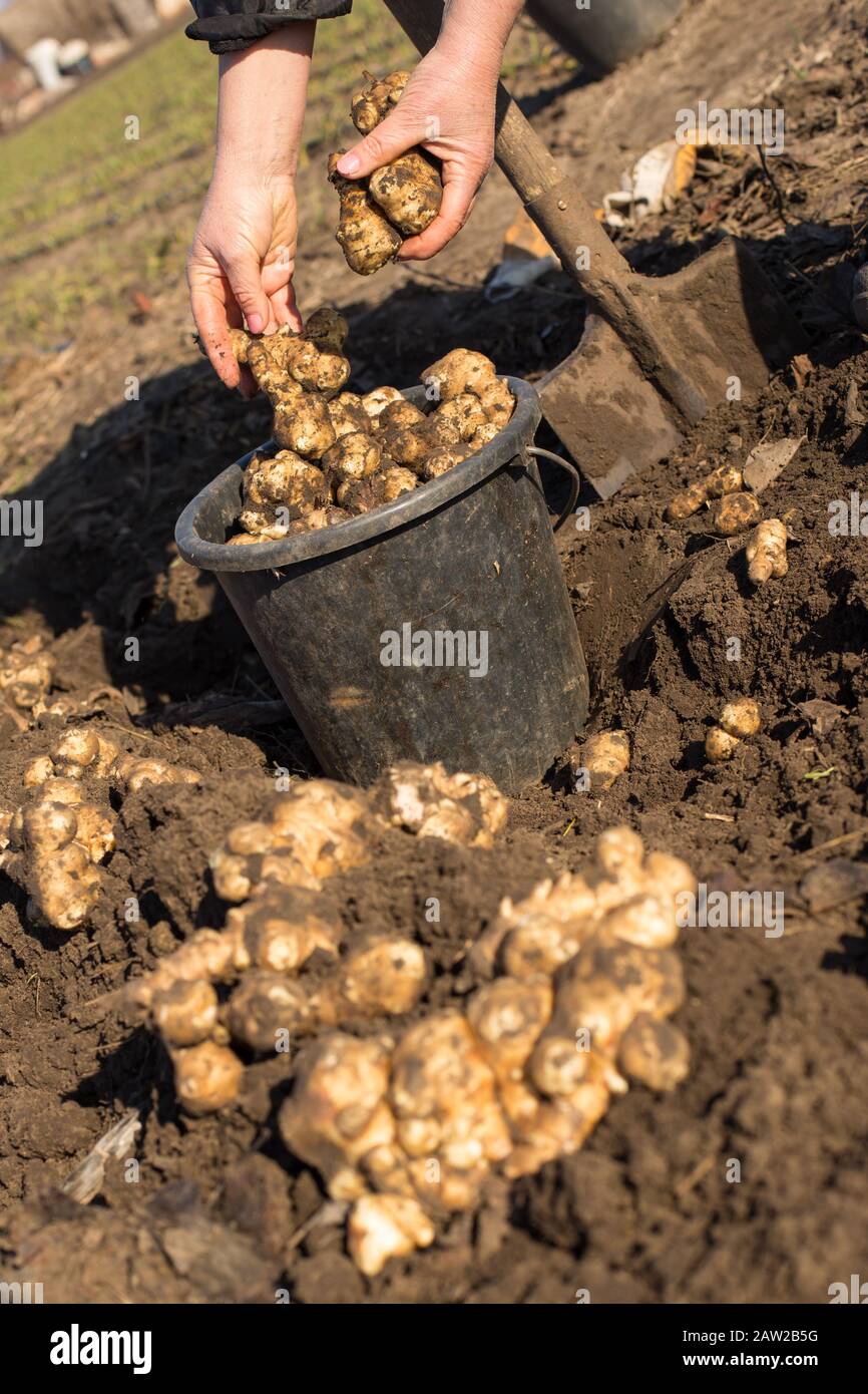 Aufgraben essbarer Wurzeln von Jerusalemer Artischocken. Jerusalem Artischocke ist reich an Vitavinen und Mineralien. Stockfoto