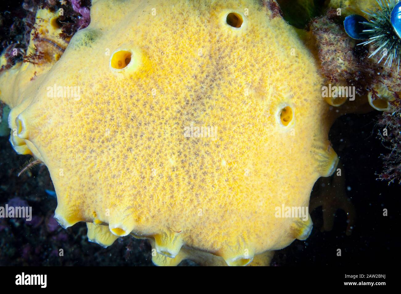 Warty Schwamm unter Wasser im Sankt-Lorenz-Strom Stockfoto