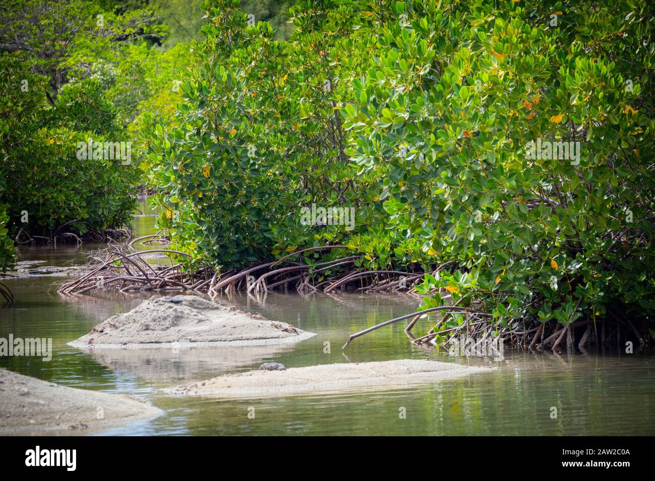 Die Pointe D'Esny Feuchtgebiet in der Nähe von Mahebourg, Mauritius, Maskarenen Inseln. Die Feuchtgebiete sind ein Ramsar-gebiet von internationaler Bedeutung erklärt. Stockfoto
