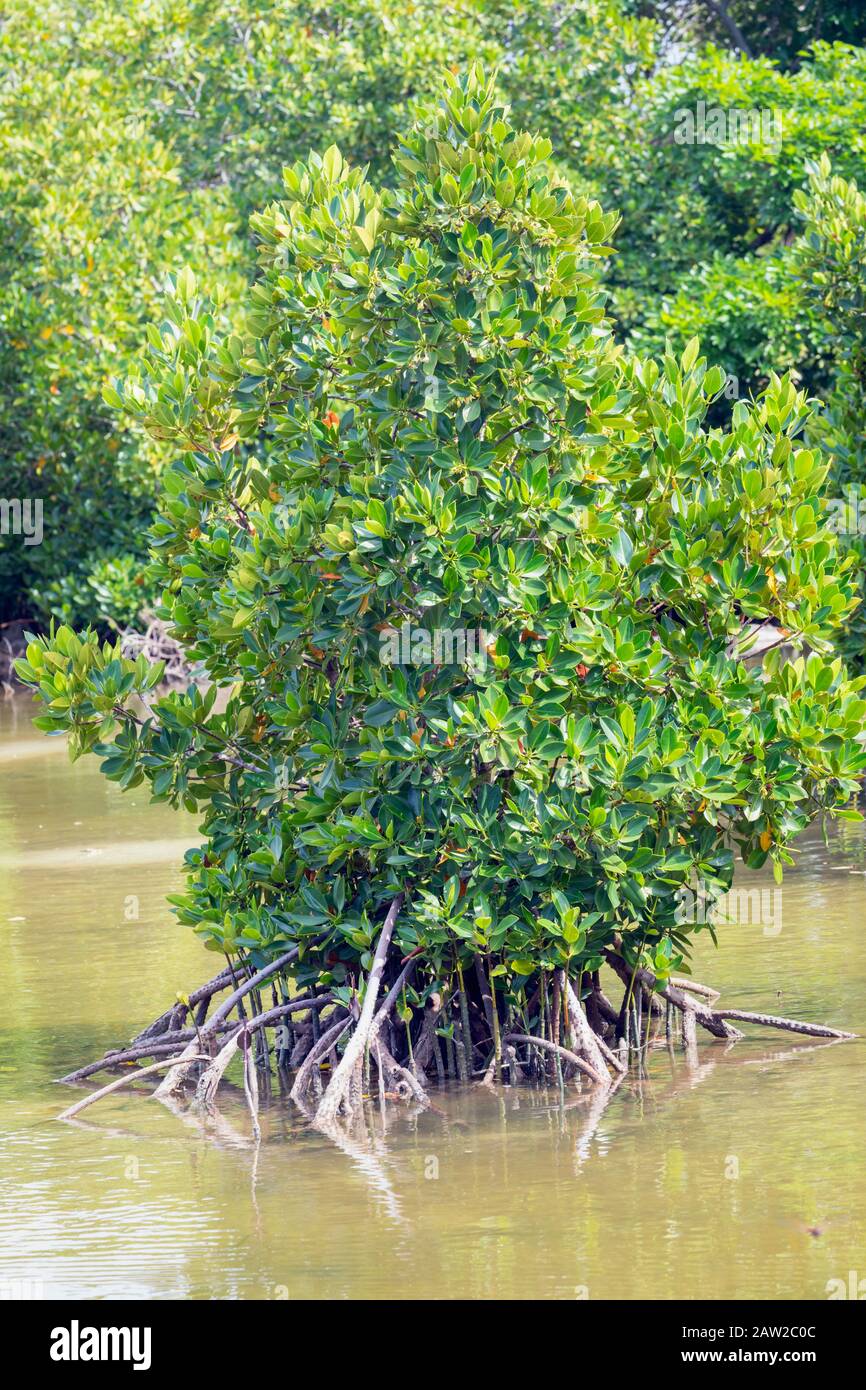 Die Pointe D'Esny Feuchtgebiet in der Nähe von Mahebourg, Mauritius, Maskarenen Inseln. Die Feuchtgebiete sind ein Ramsar-gebiet von internationaler Bedeutung erklärt. Stockfoto