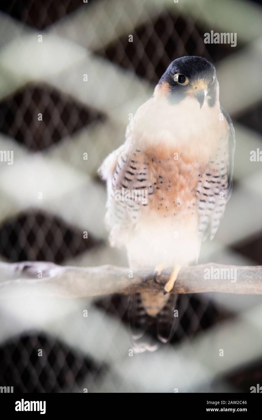 Caged Peregrine falcon Falco peregrinus Stockfoto