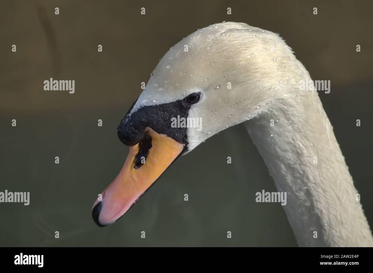 Stummschaltung Des Swan Head Mit Blick Nach Unten Stockfoto