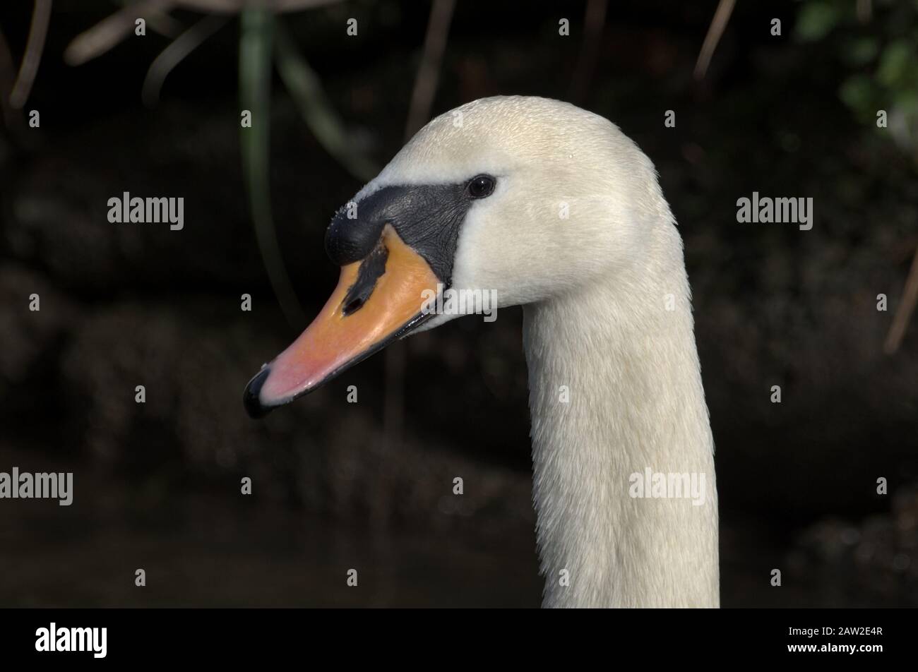 Swan auf der Themse in Maidenehad, Kopfschuss Stockfoto
