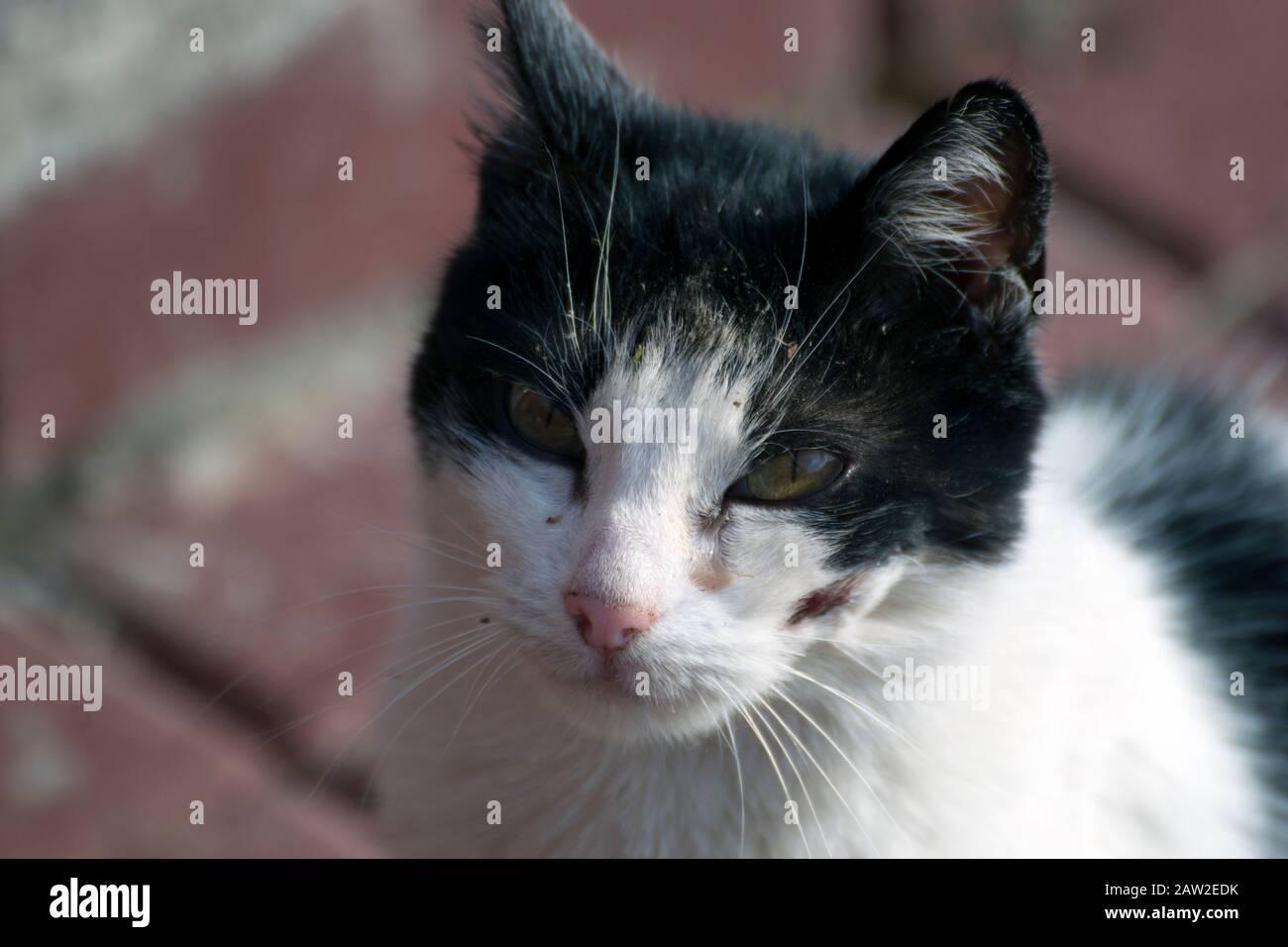 Nahaufnahme einer streunenden schwarz-weißen Katze mit einer Wunde im Gesicht; verschwommener Hintergrund. Stockfoto