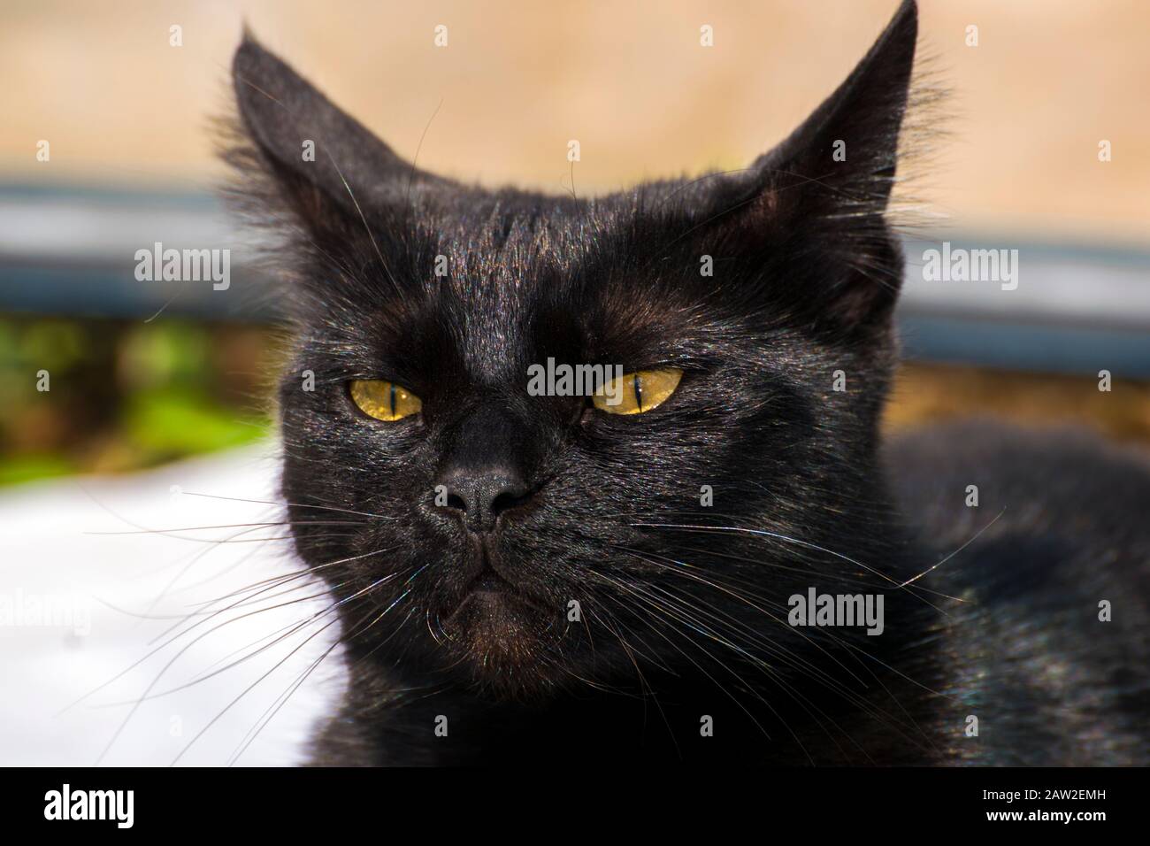 Süße schwarze Katze, die in der Sonne sitzt; Nahaufnahme; Ohren auf dem Rücken wirken witzig alles leuchtend. Stockfoto