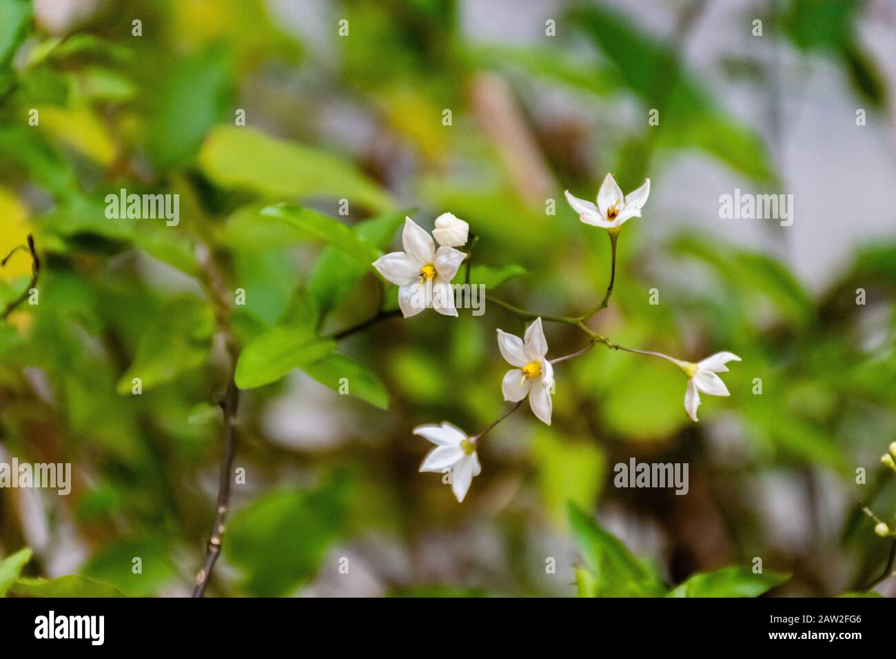 Solanum laxum (Kartoffelrebe, Kartoffelkletterer oder Jasmin Nachtschatten) Blumen Nahaufnahme Stockfoto