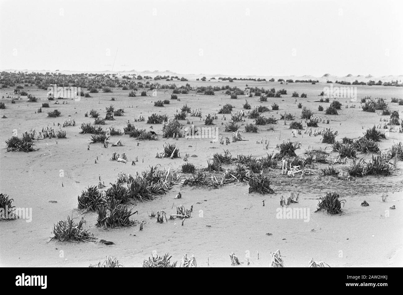 Pressetour Southern Flevoland, Nummer 15 Reclaimed Land in Future Flevopolder Datum: 13. Februar 1968 Ort: Flevoland Stockfoto