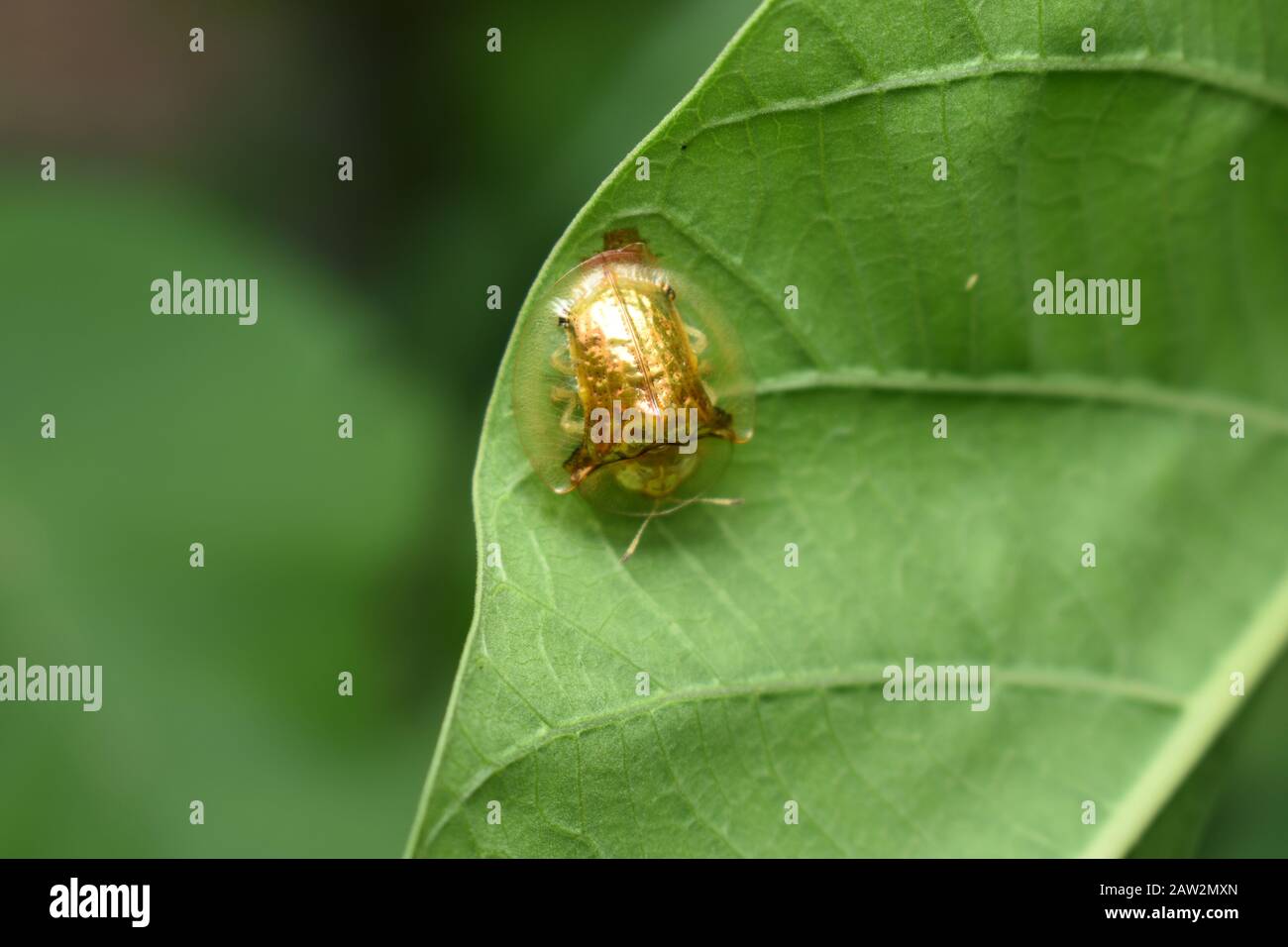 Ein goldener Schildkrötenkäfer (Aspidimorpha santaecrucis) Surakarta, Indonesien. Stockfoto